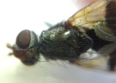 Ceroxys urticae
