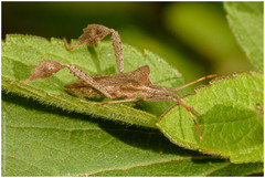 Leptoglossus concaviusculus