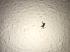 Scotophaeus blackwalli