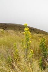 Monticalia arbutifolia
