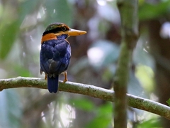 Actenoides concretus