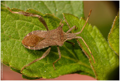 Leptoglossus concaviusculus