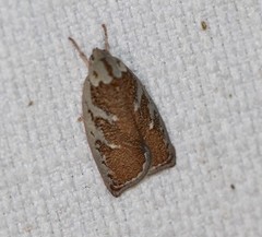Euchaetis rhizobola