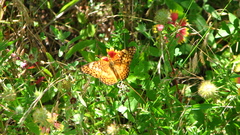 Euptoieta claudia