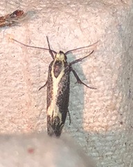 Polix coloradella