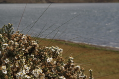 Diplostephium ericoides