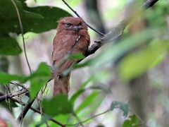Batrachostomus cornutus