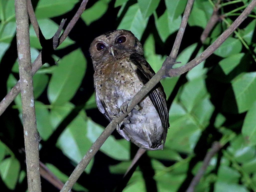 Sunda Scops-Owl