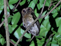 Otus lempiji