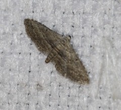 Araeopteron canescens