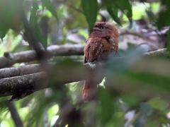 Batrachostomus cornutus