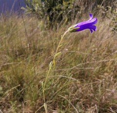 Campanula komarovii
