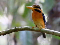 Actenoides concretus