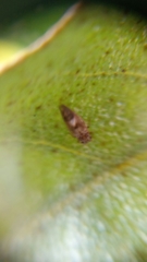 Cacopsylla fulguralis