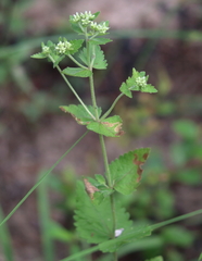 Eupatorium rotundifolium