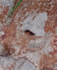 Tachyporus hypnorum