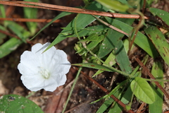 Stylisma humistrata