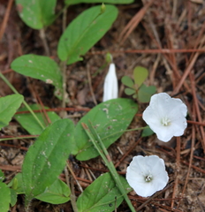 Stylisma humistrata
