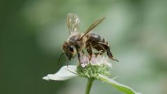 Apis mellifera
