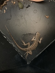 Sceloporus tristichus
