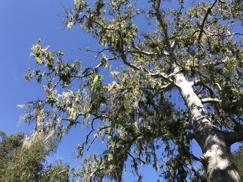 iNaturalist observation photo of western sycamore