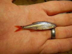 Lythrurus umbratilis