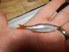 Lythrurus umbratilis