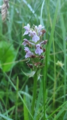 Dactylorhiza majalis baltica