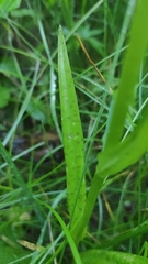 Dactylorhiza majalis baltica
