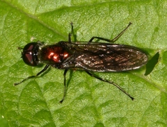 Sargus iridatus