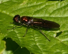 Sargus iridatus
