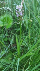 Dactylorhiza majalis baltica