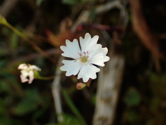 Heliosperma alpestre