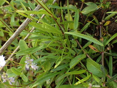 Heliosperma alpestre