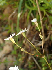 Heliosperma alpestre
