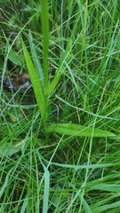 Dactylorhiza majalis baltica