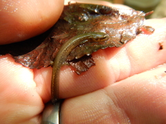 Eurycea multiplicata