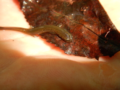 Eurycea multiplicata
