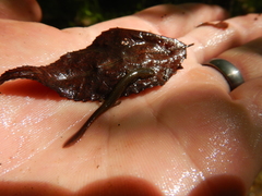 Eurycea multiplicata