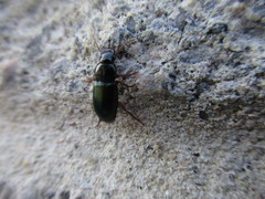 Harpalus