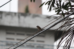 Passer montanus malaccensis