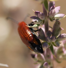 Lytta nitidicollis