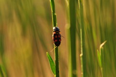 Cryptocephalus octoguttatus