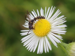 Sapygidae