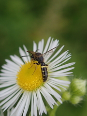 Sapygidae