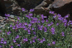 Penstemon montanus