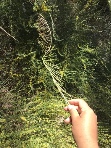 iNaturalist observation photo of Tower Mustard