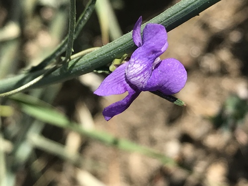 iNaturalist observation photo of Twining Snapdragon