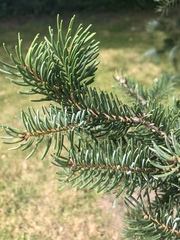 Picea