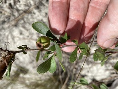 Crataegus munda
